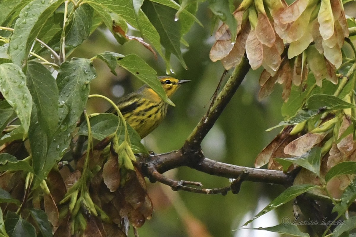 Cape May Warbler - ML623392398