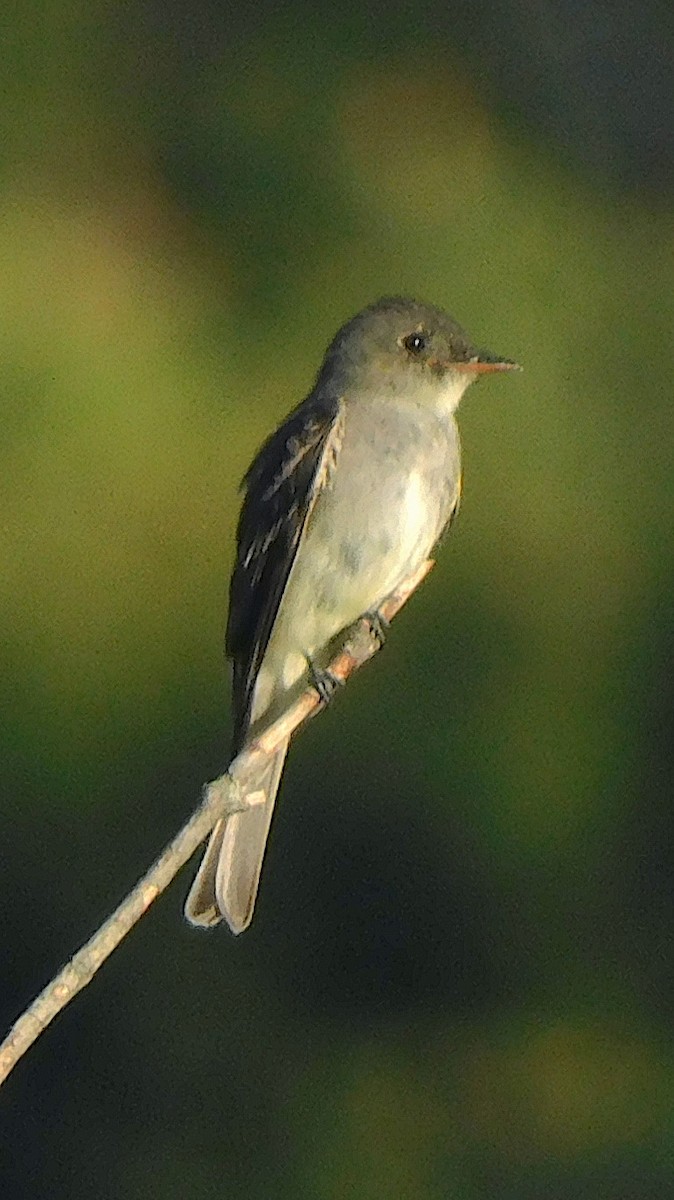 Eastern Wood-Pewee - ML623392412