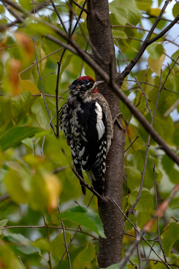 Red-naped Sapsucker - ML623392421