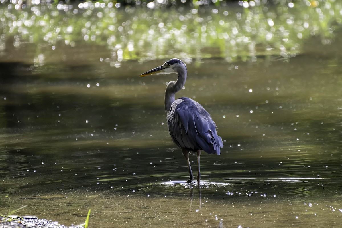 Great Blue Heron - LAURA FRAZIER