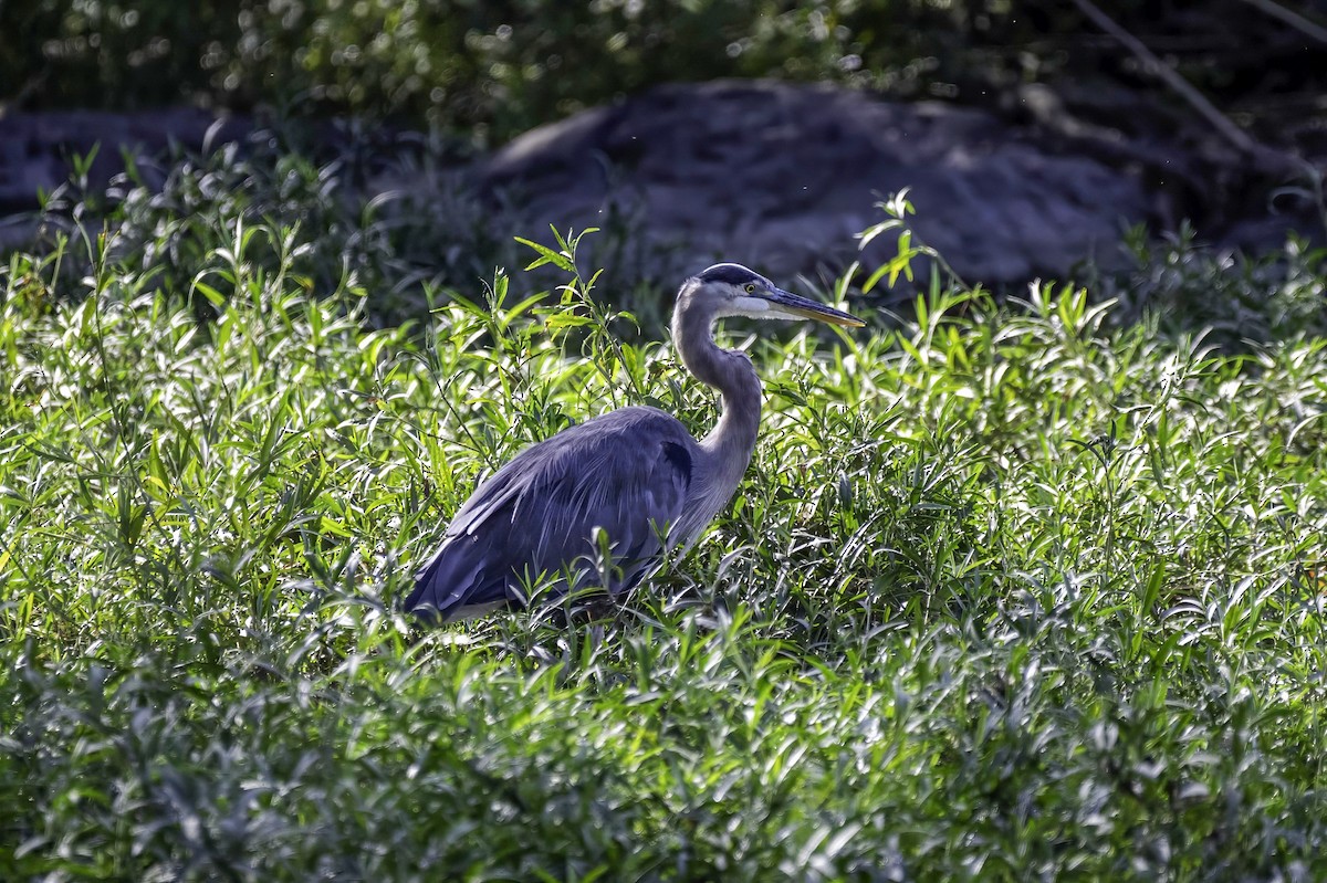 Garza Azulada - ML623392424