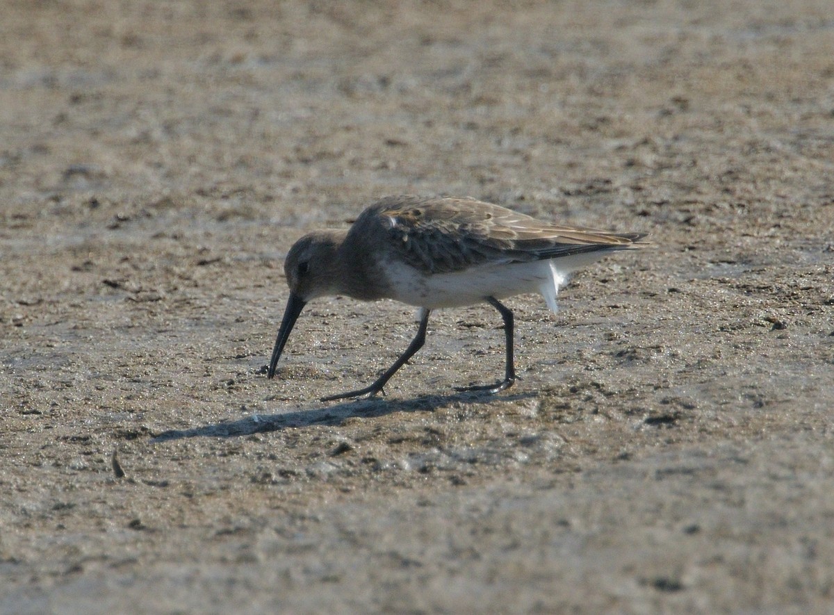 黑腹濱鷸 - ML623392443