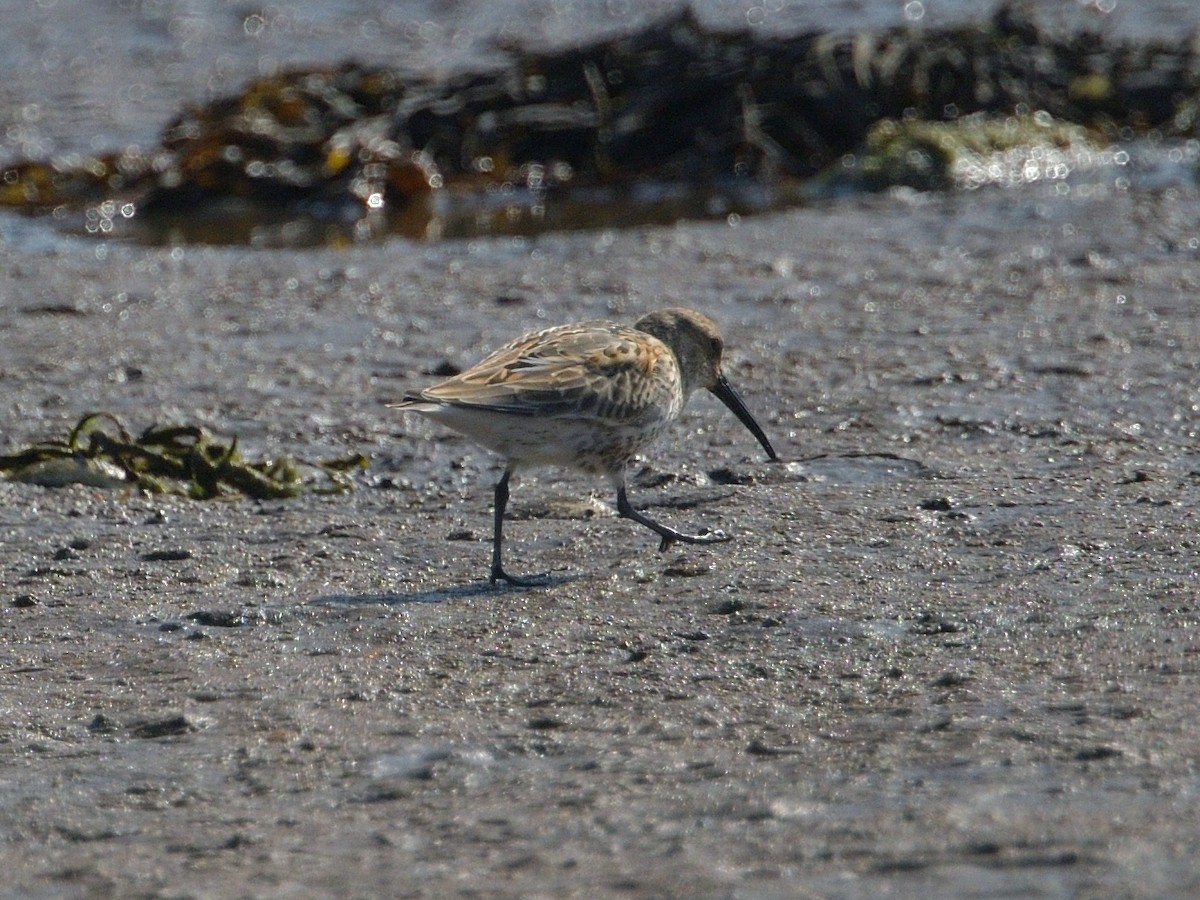 Dunlin - ML623392448