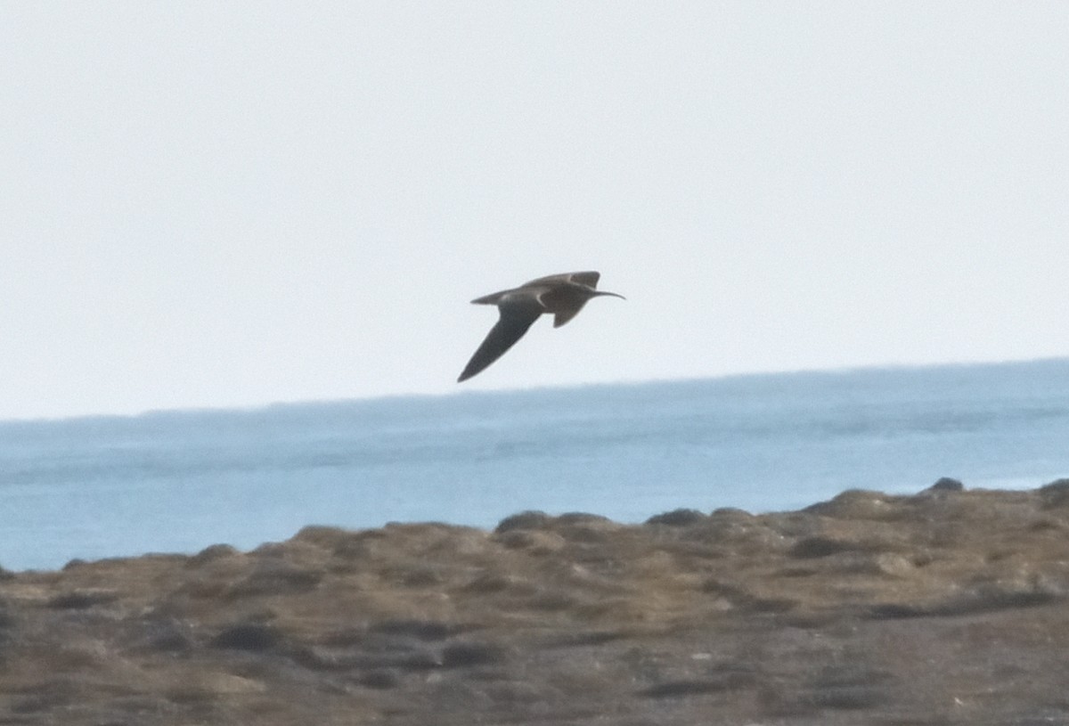 Whimbrel - Woody Gillies