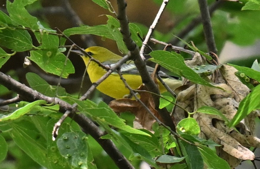 Blue-winged Warbler - Andy Reago &  Chrissy McClarren