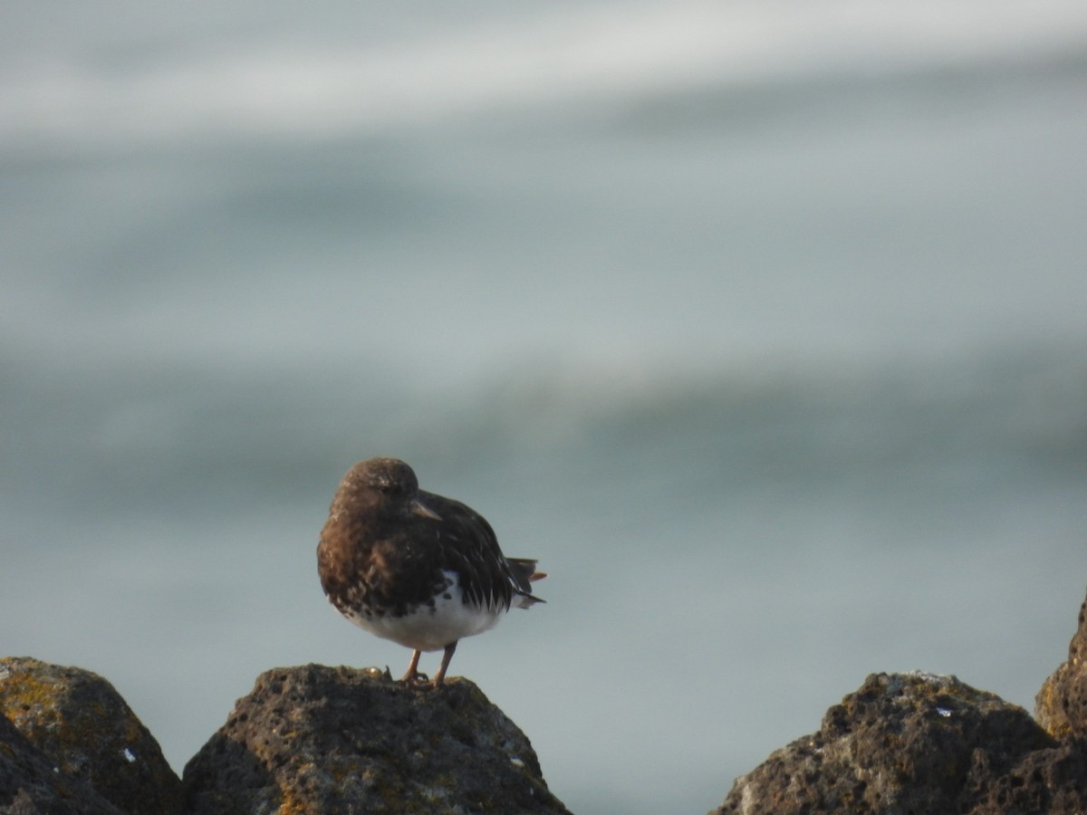 Black Turnstone - ML623392535