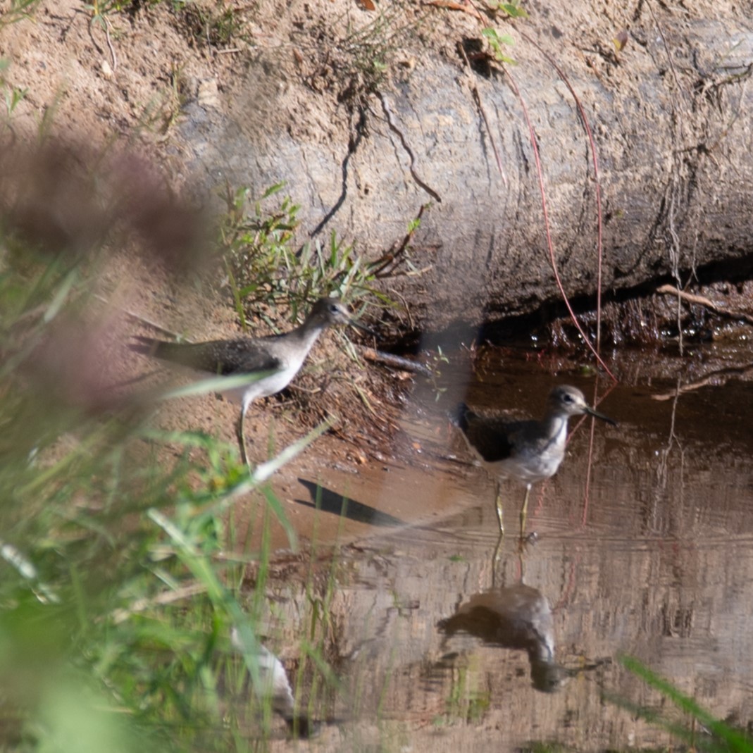 Solitary Sandpiper - ML623392542