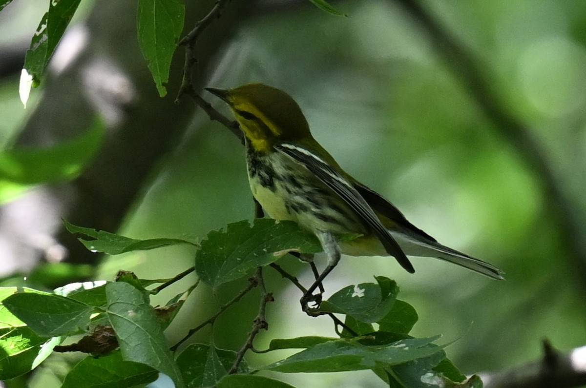 Black-throated Green Warbler - ML623392564