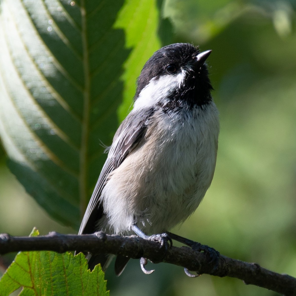 Black-capped Chickadee - ML623392567