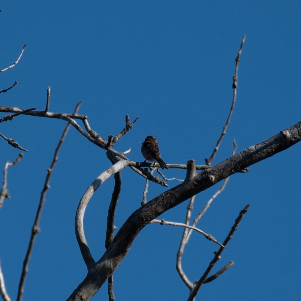 Purple Finch - ML623392569