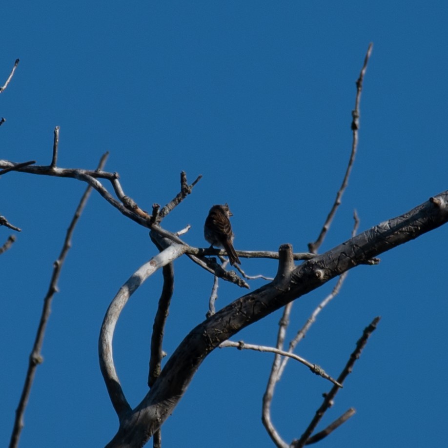 Purple Finch - ML623392570