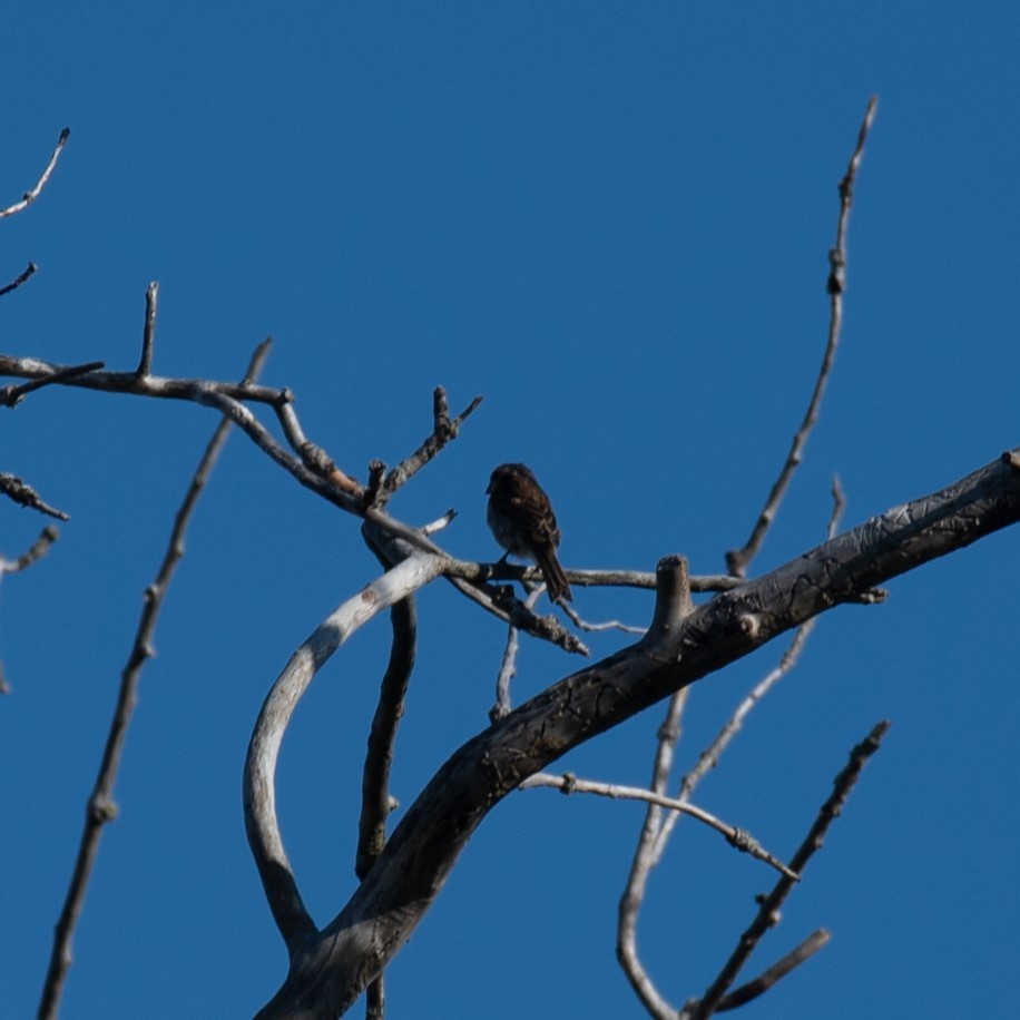 Purple Finch - ML623392571