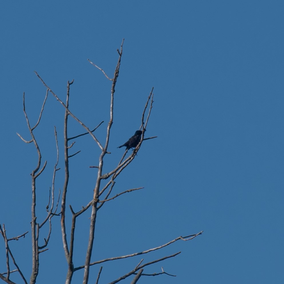 Common Grackle - ML623392577