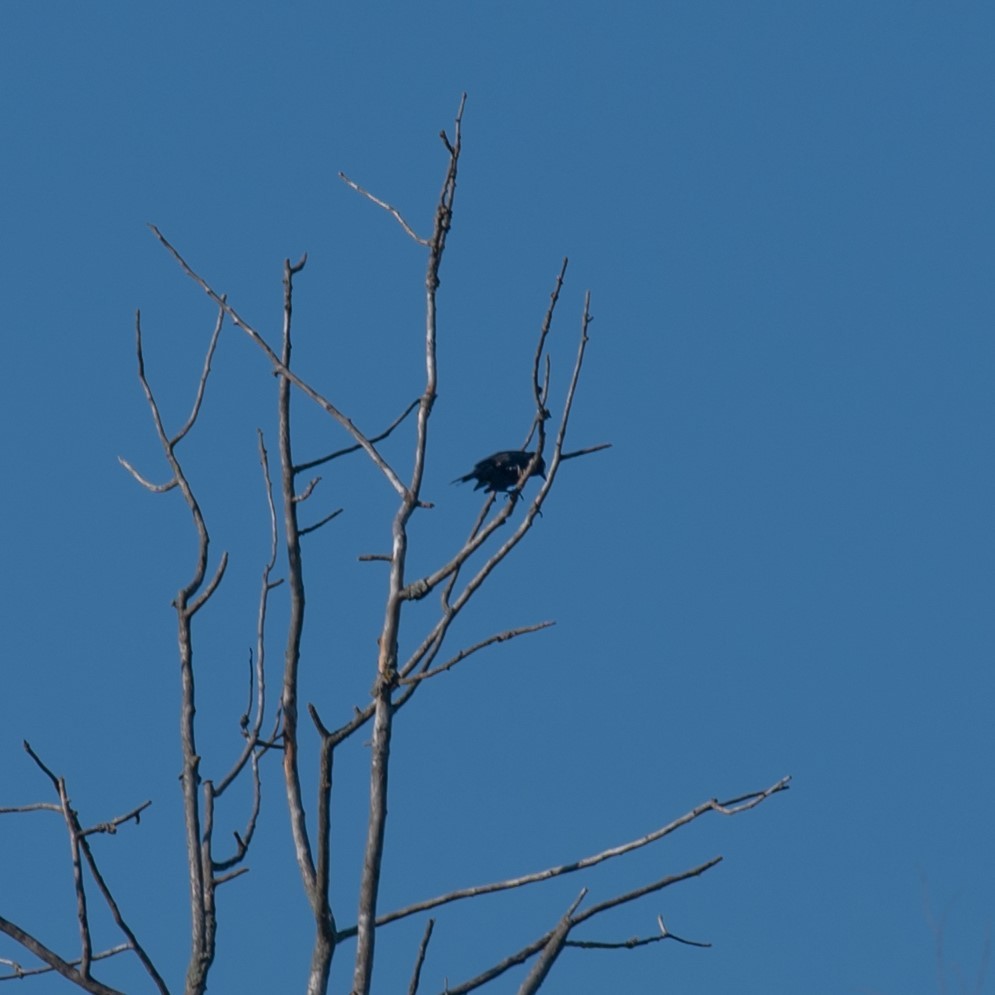 Common Grackle - ML623392578