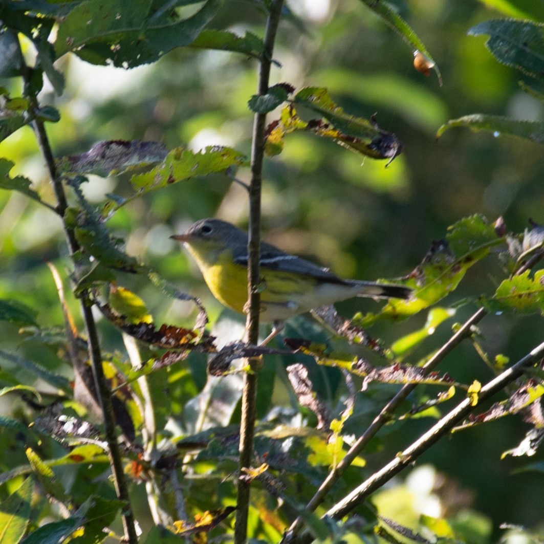 Magnolia Warbler - ML623392580