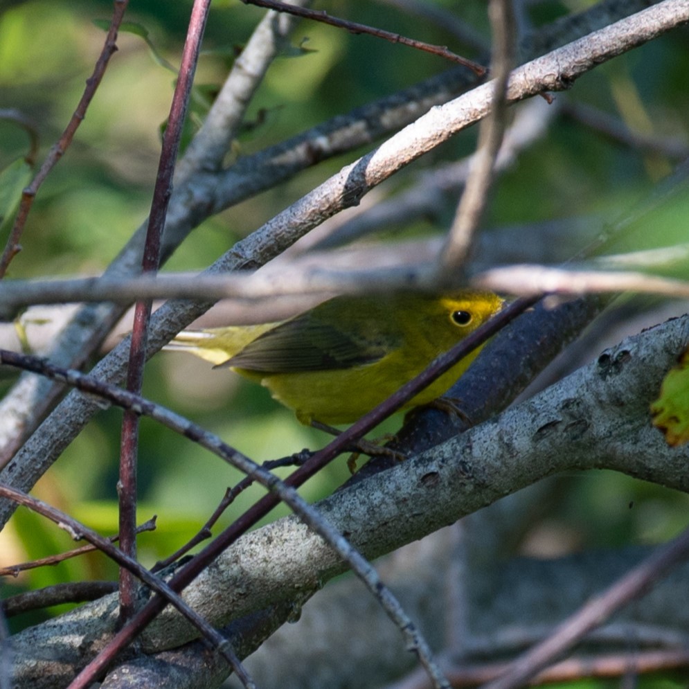 Wilson's Warbler - ML623392581