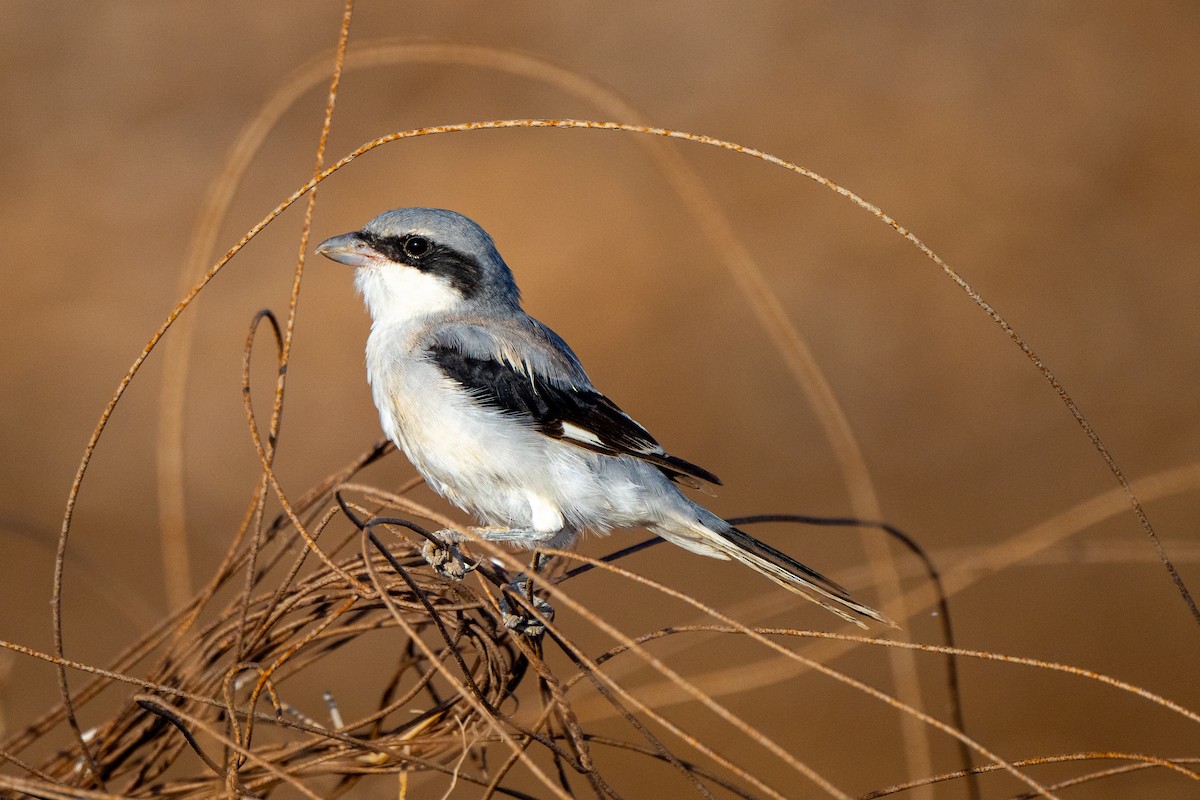 Great Gray Shrike - ML623392640