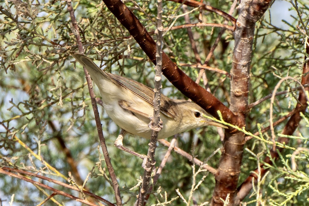 Eastern Olivaceous Warbler - ML623392643