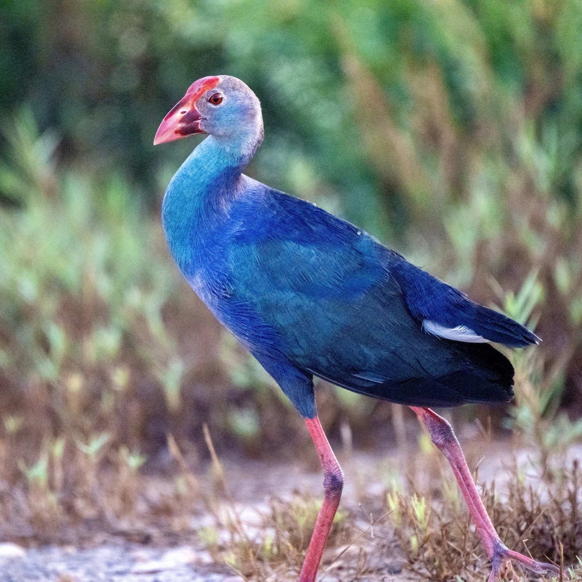 Gray-headed Swamphen - ML623392655