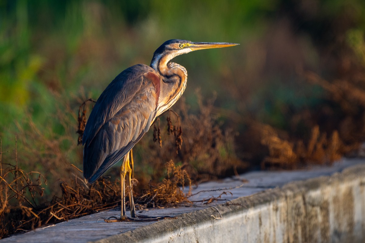 Purple Heron - ML623392664