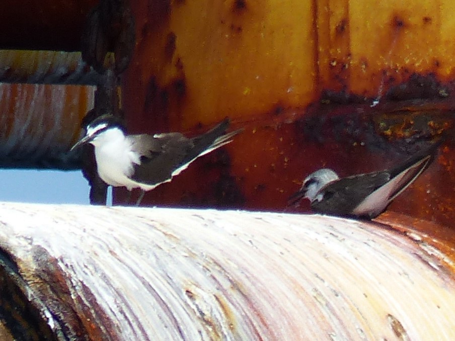 Sooty Tern - Eugene Keferl