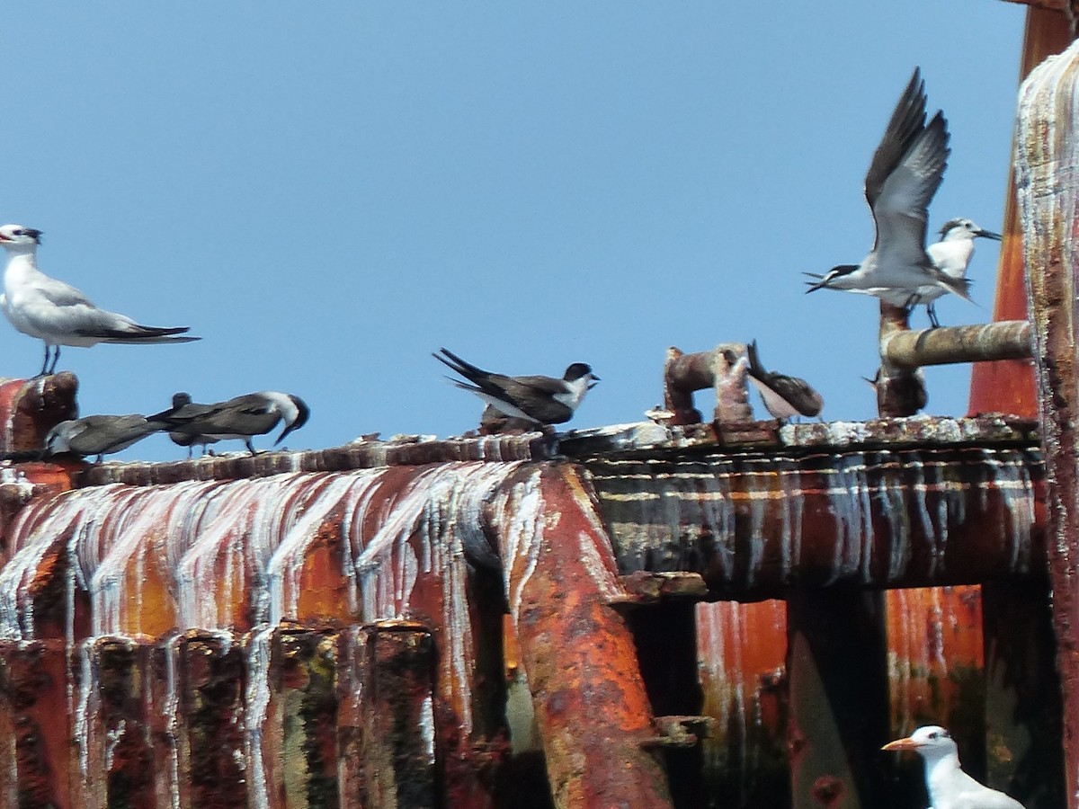 Sooty Tern - ML623392689