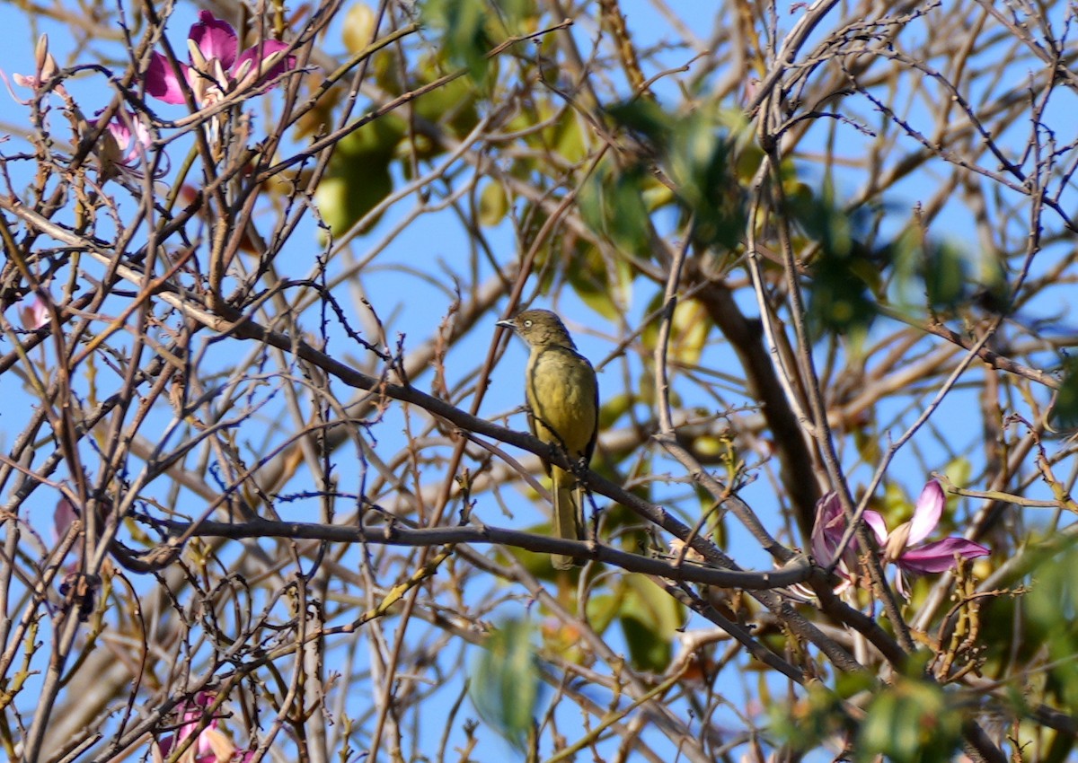 Sombre Greenbul - ML623392711