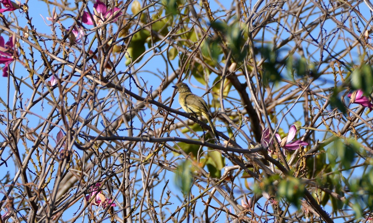 Sombre Greenbul - Tim Stockwell