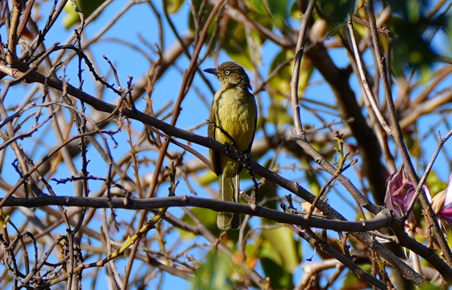 Sombre Greenbul - ML623392715