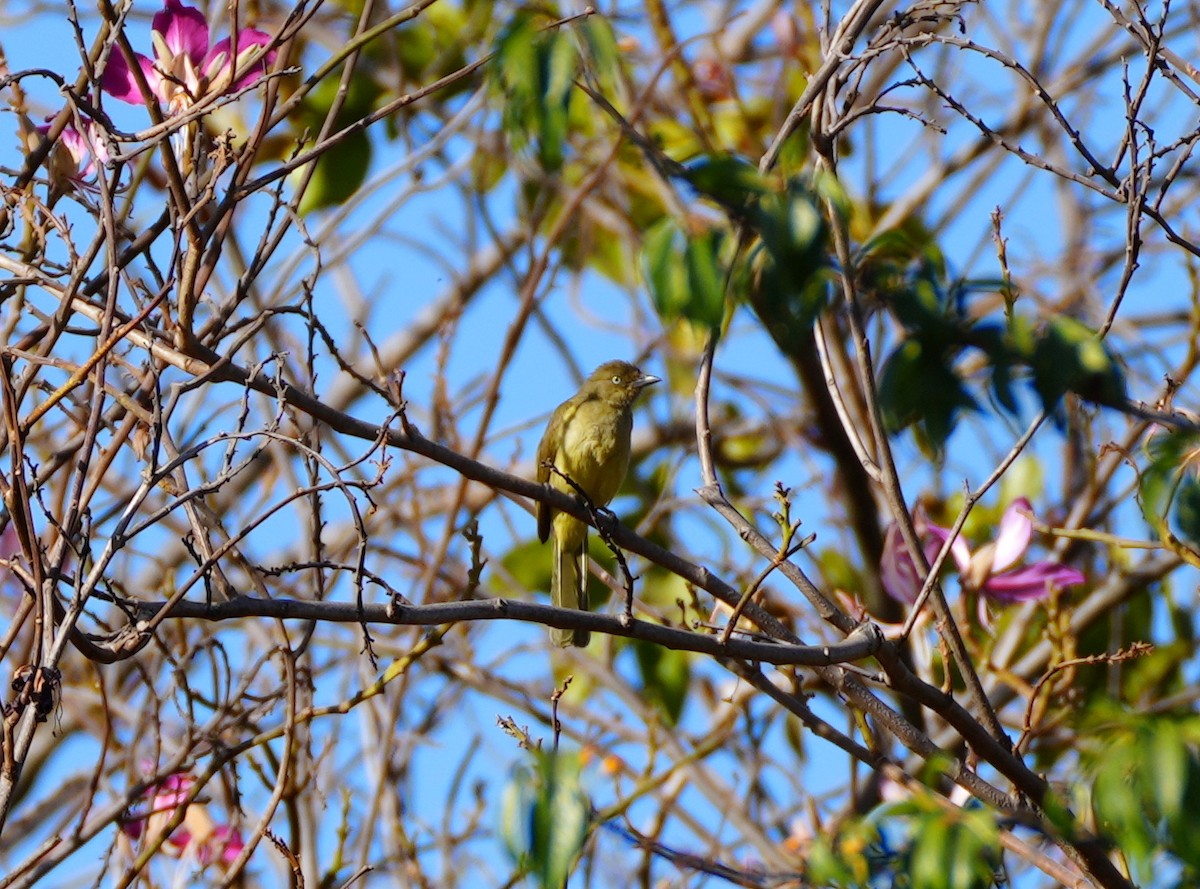 Sombre Greenbul - ML623392716