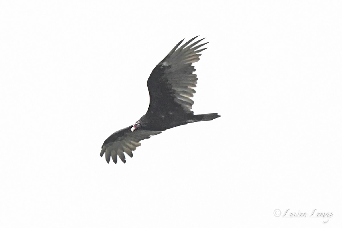 Turkey Vulture - ML623392720