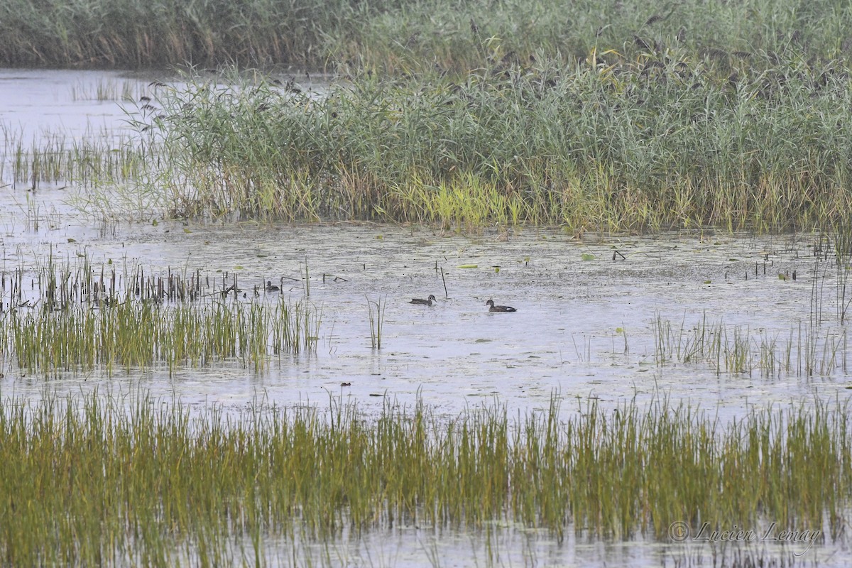 Wood Duck - ML623392728