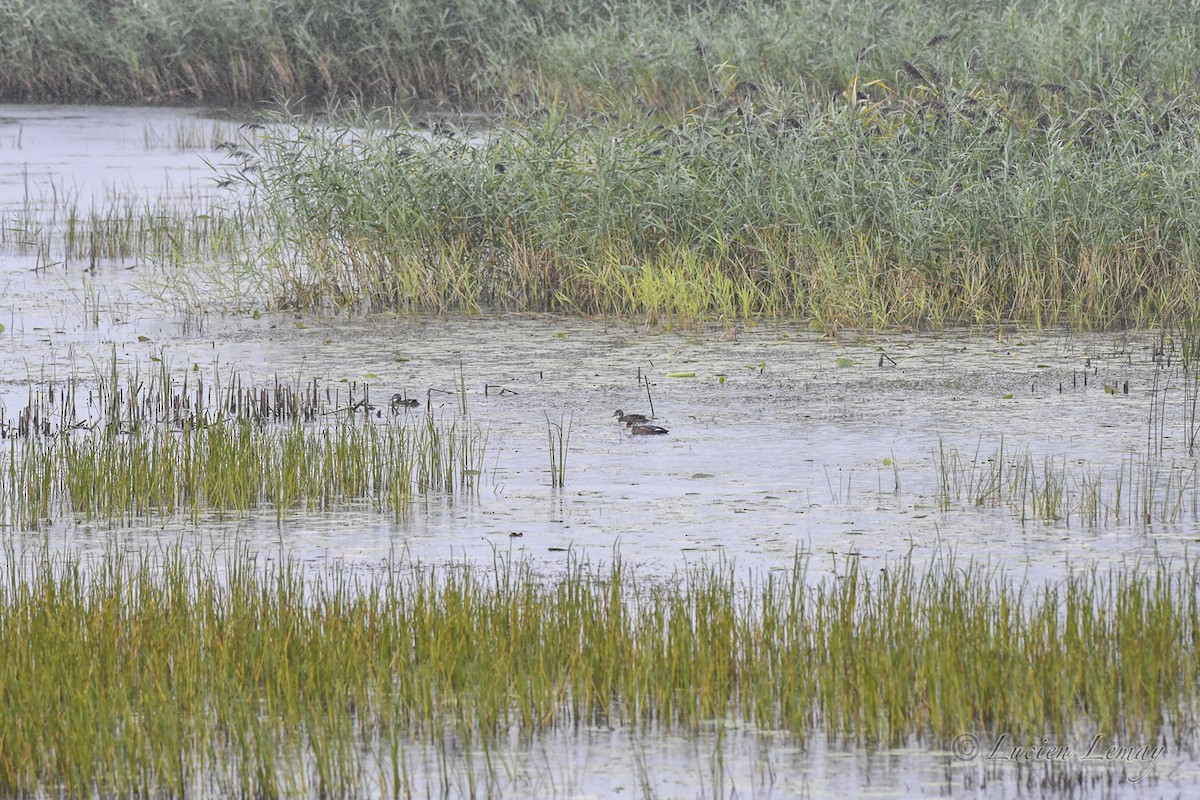 Wood Duck - ML623392736