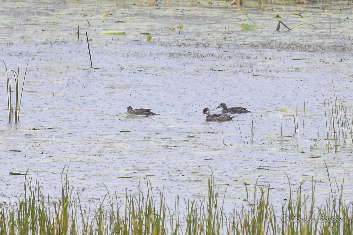 Wood Duck - ML623392738