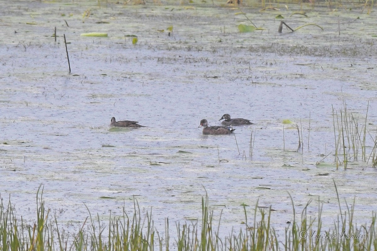 Wood Duck - ML623392758