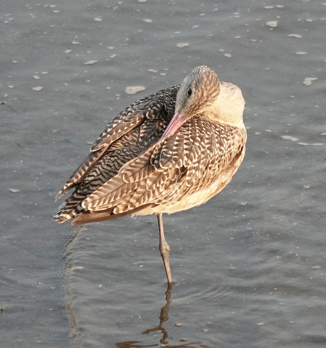 Marbled Godwit - ML623392764