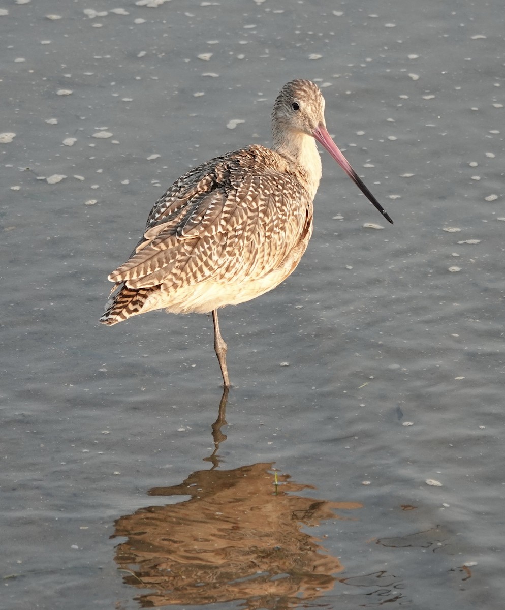 Marbled Godwit - ML623392765