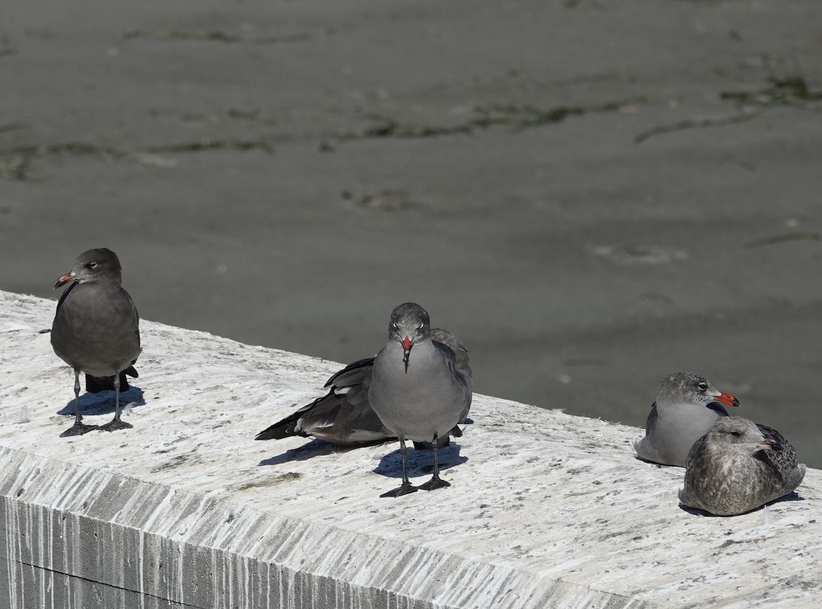 Heermann's Gull - ML623392774