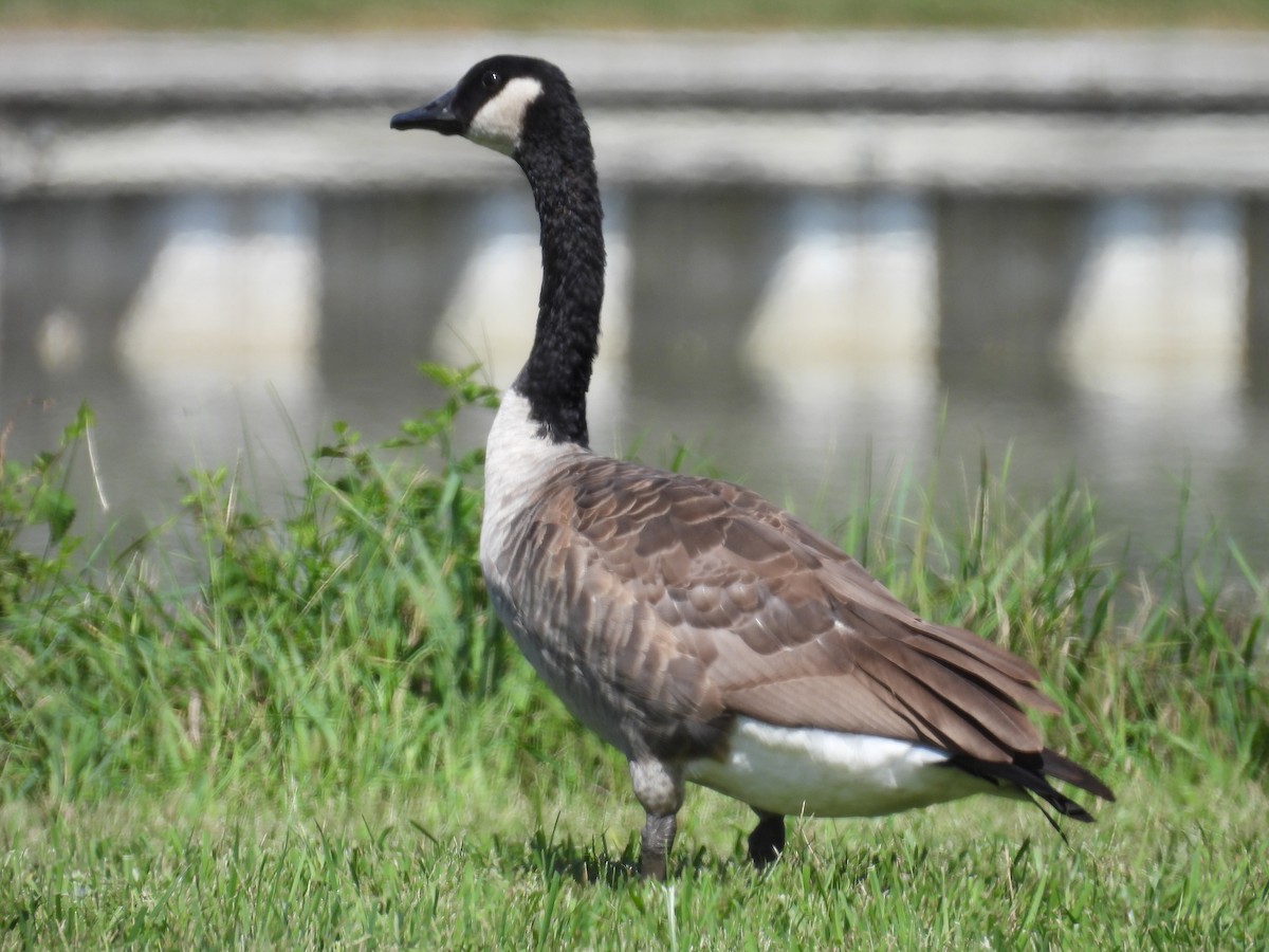 Canada Goose - ML623392789