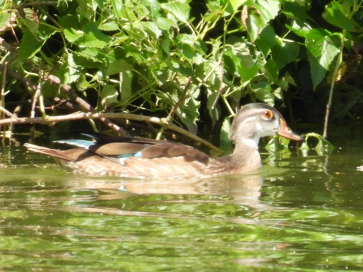 Wood Duck - ML623392802