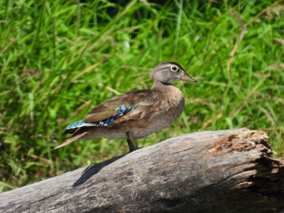 Wood Duck - ML623392803