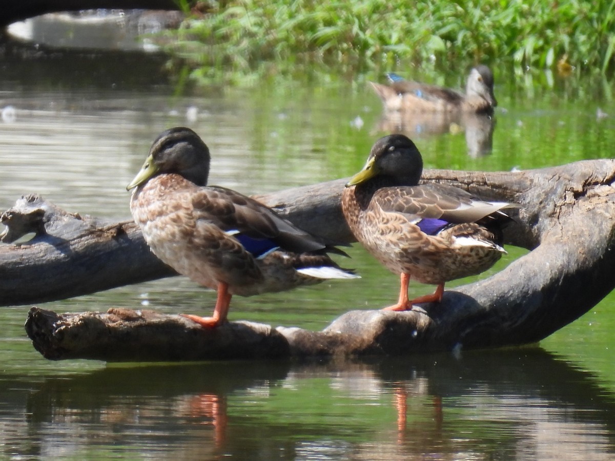 Mallard - James Lawrence