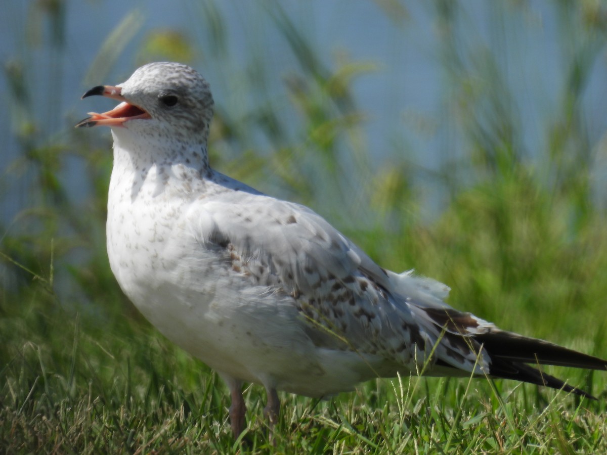 Ring-billed Gull - ML623392820