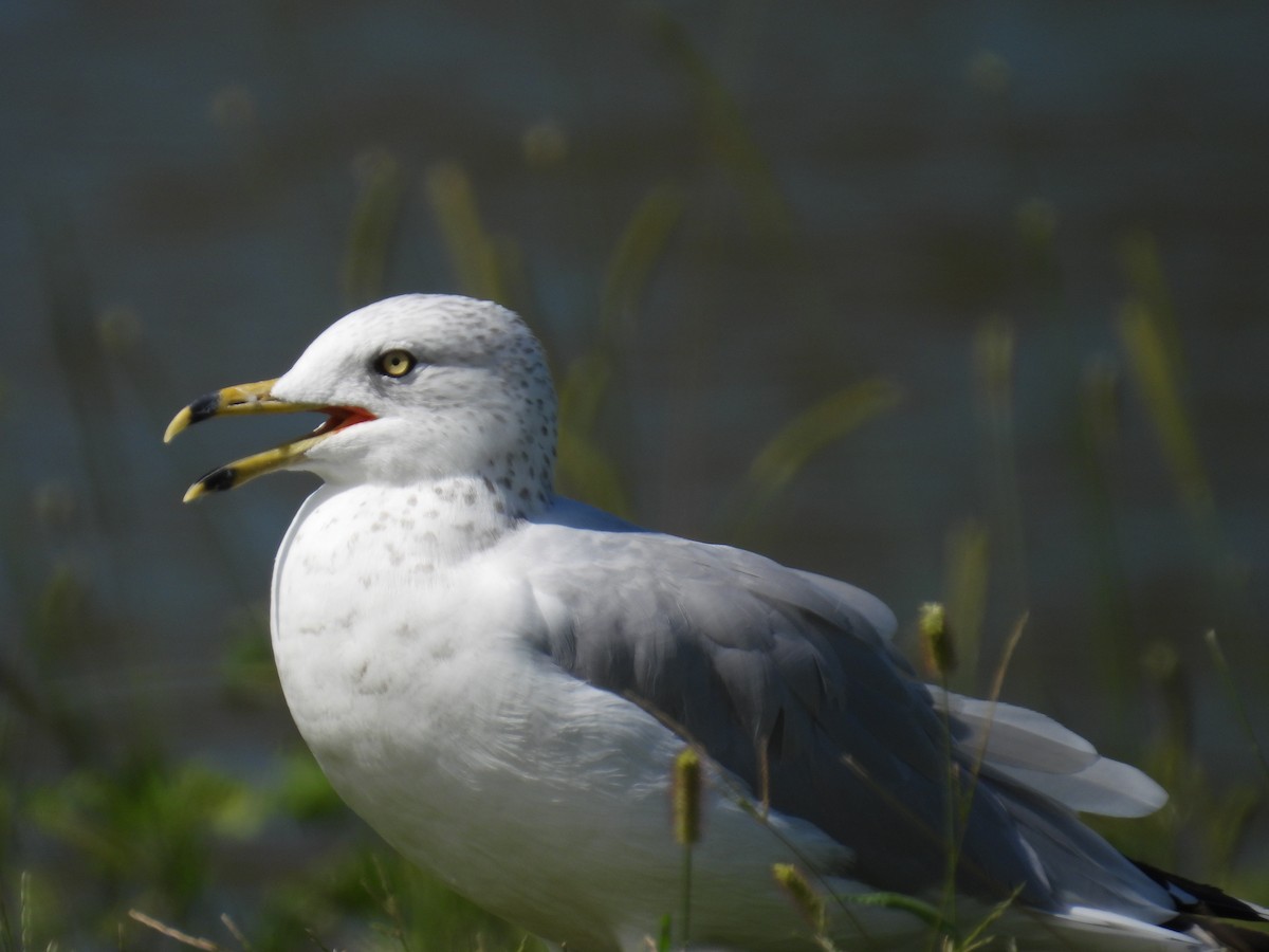 Ring-billed Gull - ML623392821