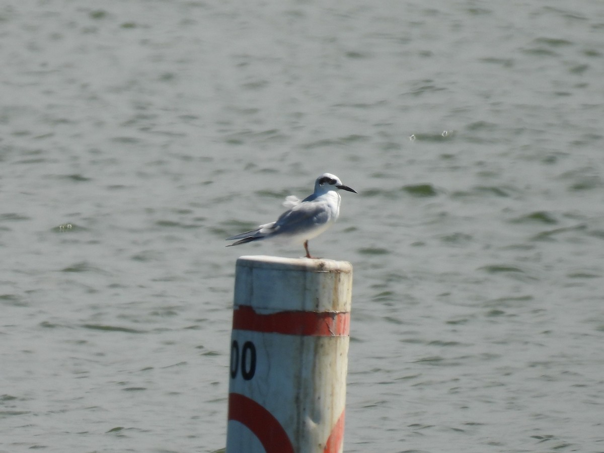 Forster's Tern - ML623392825