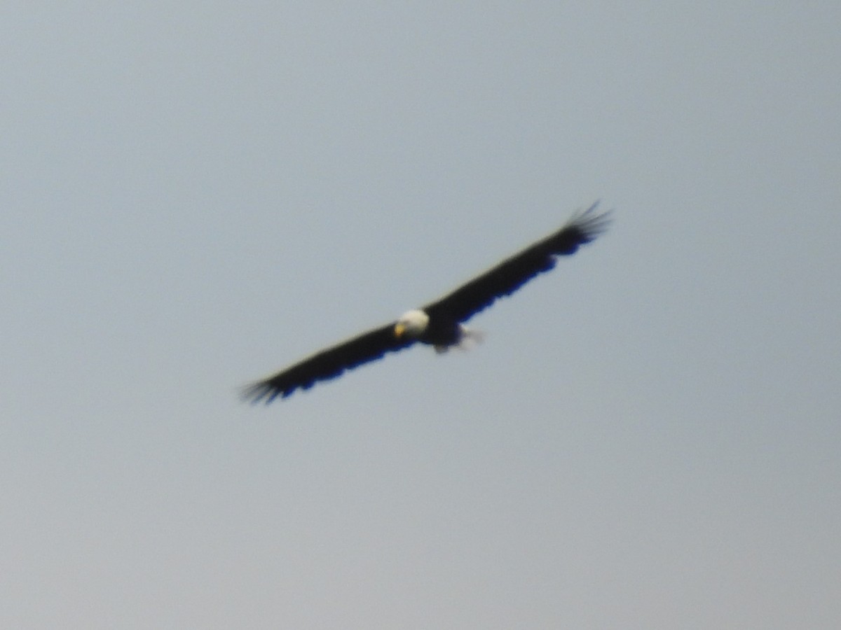 Bald Eagle - ML623392832