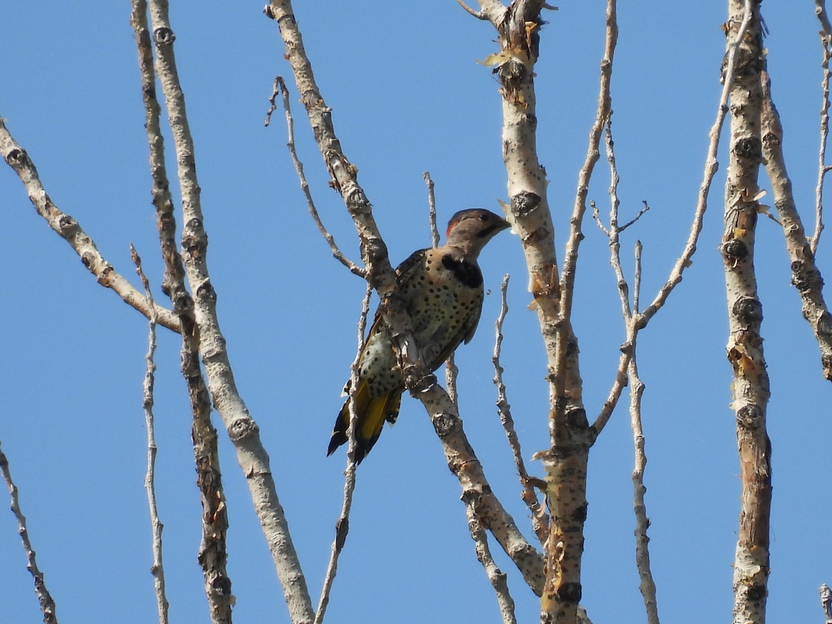 Northern Flicker - ML623392834