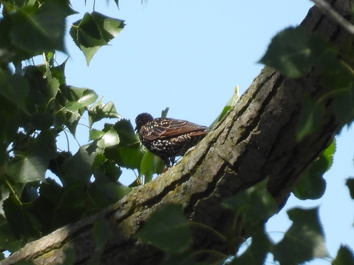 European Starling - ML623392836