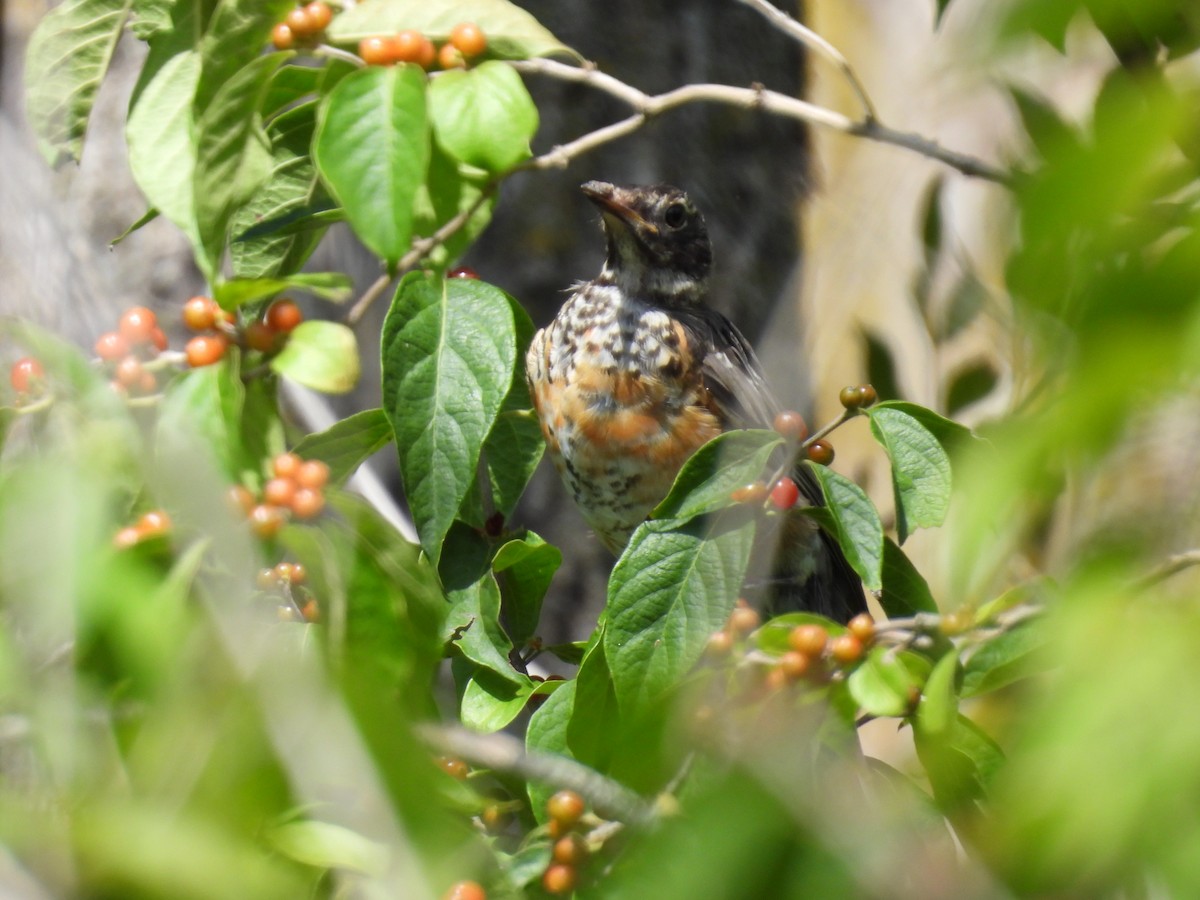 American Robin - ML623392839