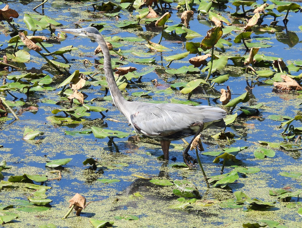 Great Blue Heron - ML623392861
